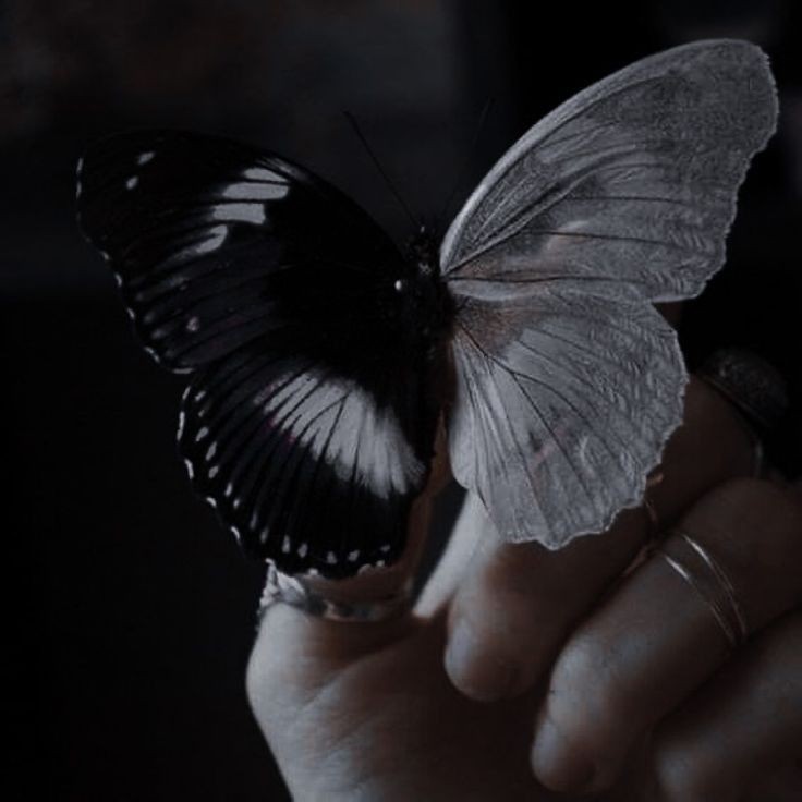Papillon noir et blanc posé délicatement sur une main
